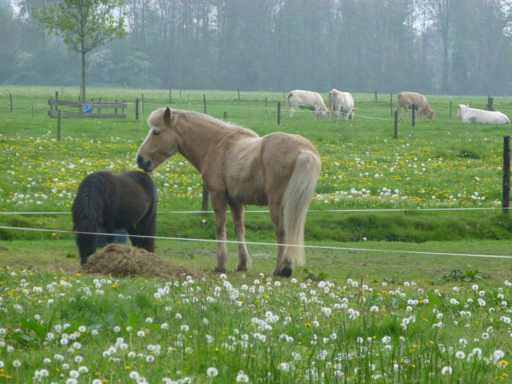 De Langenlee Bed & Breakfast ซโวลเลอ ภายนอก รูปภาพ